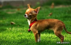 小鹿犬与吉娃娃有哪些差异？在外貌、性格上是有不少差异