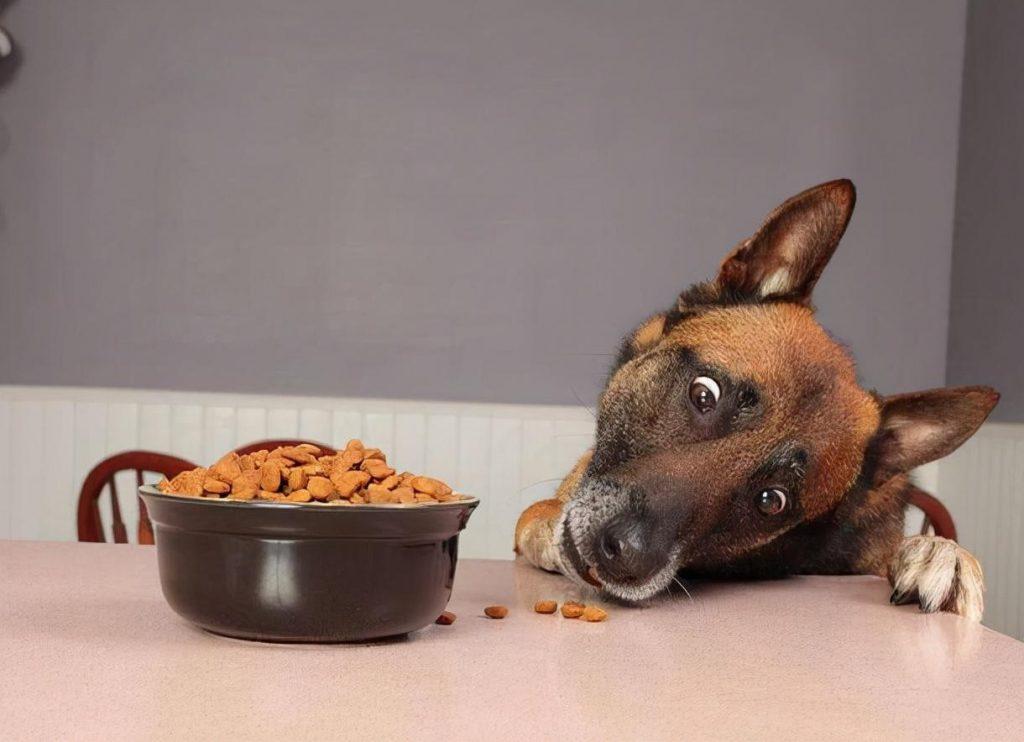 狗狗一顿饭要吃多少才够饱？狗狗吃米饭好还是狗粮好呢？