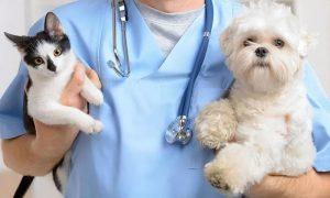 养宠物需要打什么疫苗，什么时候打？
