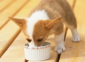 幼犬的喂养清单：如何养幼犬？