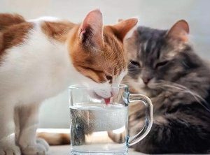 猫咪每天到底要喝多少水？建议饮水量约60ml 左右