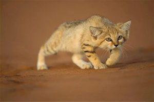 沙漠猫的介绍（沙漠猫的生存现状）