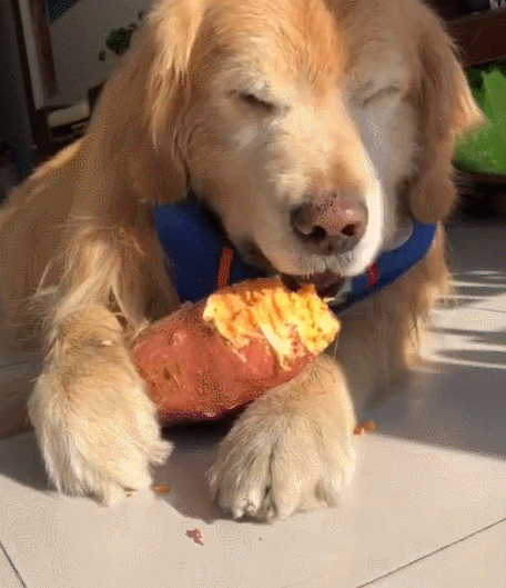 你家狗狗最爱吃什么食物？这些食物对狗狗来说是人间美味