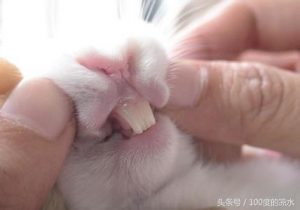 你知道兔子有几颗牙齿嘛？