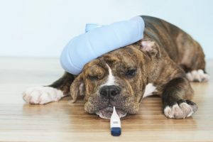 犬窝咳具有传染性，关于犬窝咳的七个知识点