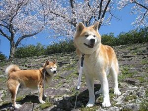 秋田、柴犬的区别是什么？不同之处是什么？