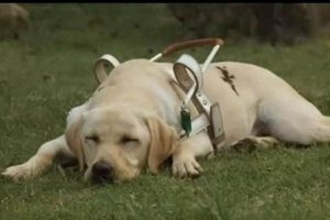 导盲犬主要有三种品种，大多是拉布拉多跟金毛
