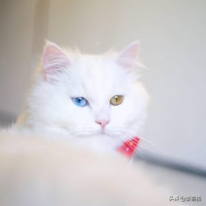 异色瞳的猫咪都是波斯猫？