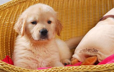 我们要怎么控制好金毛犬的饭量？哪一些金毛不要控制量？