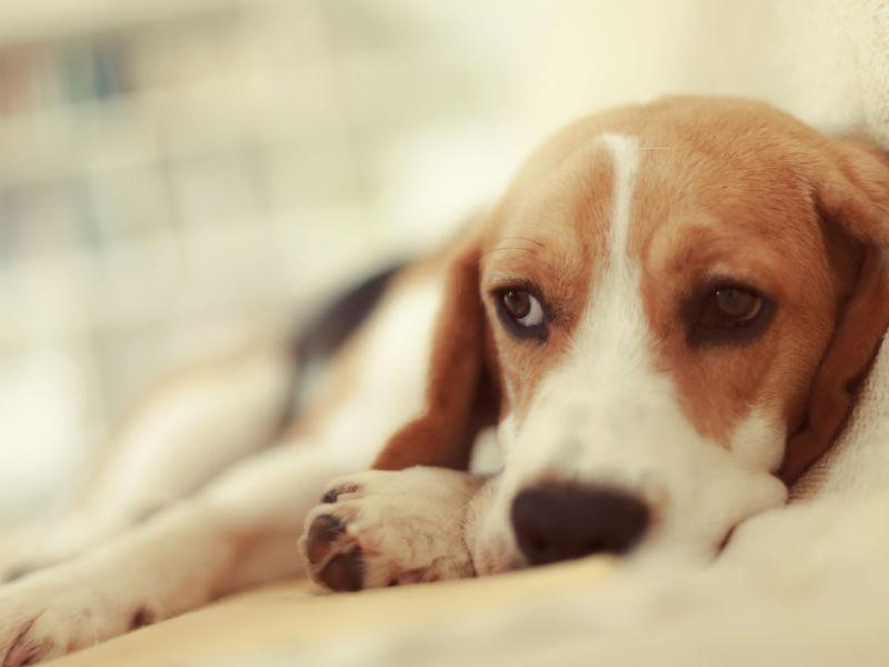 狗狗患犬瘟热怎么办?主人可按这3点做好预防 狗狗患犬瘟热怎么办?主人可按这3点做好预防