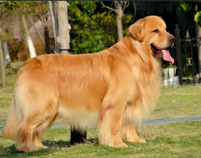 怎么挑一只纯种的金毛？纯种金毛犬都有的5大特征，你家金毛纯吗？