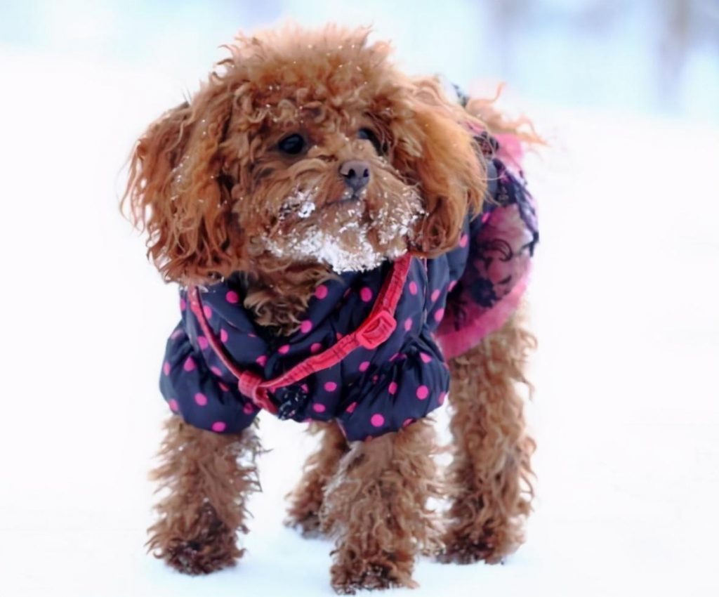 冬天，泰迪犬究竟怕不怕冷？要不要穿衣服？泰迪犬的衣服如何挑选？