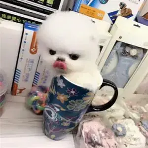 茶杯犬的寿命有多长？茶杯犬的缺点是什么？