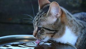 猫咪能不能喝自来水？不建议让猫喝自来水