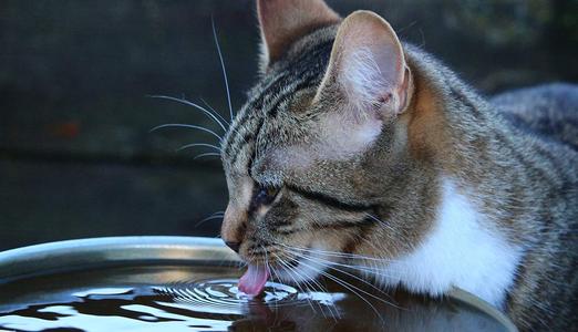 猫咪能不能喝自来水？不建议让猫喝自来水，如何正确给猫咪喝水？