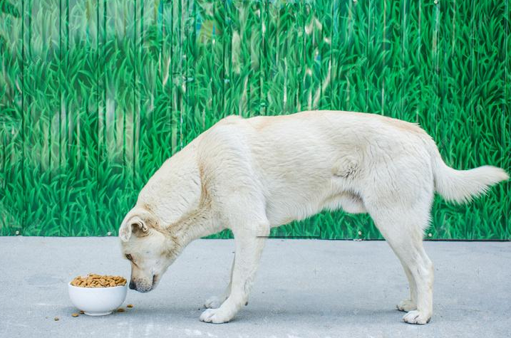 怎么知道狗狗是否吃饱？狗狗一天吃几顿最健康？