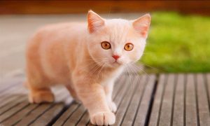猫咪常见的寄生虫有什么？猫咪驱虫的时间是多久？