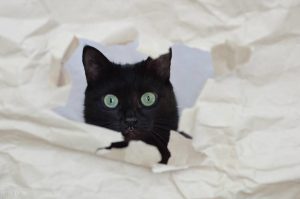 养猫知识：只喂猫粮会引发猫咪“尿闭”，散养的猫为什么不得尿闭？