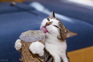 猫薄荷对猫具有神奇致幻作用——猫薄荷正确使用方法