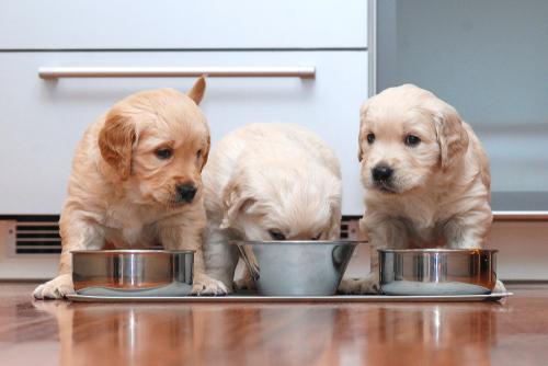 小狗喂奶糕好还是幼犬粮好？奶糕和幼犬粮的区别是什么？