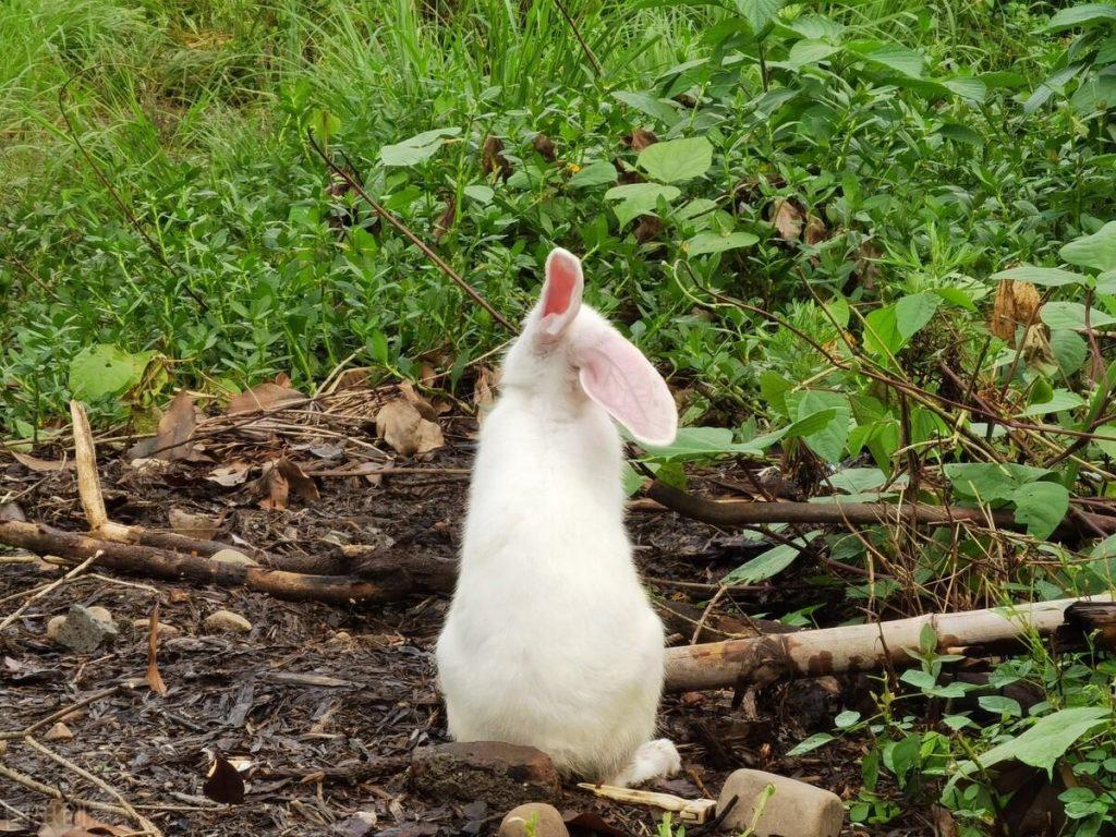 垂耳兔吃多少兔粮？怎么选择兔粮？