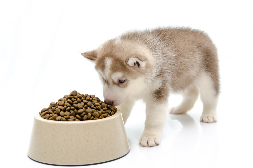 怎么知道狗狗吃饱没？什么喂食分量才是最合适的？