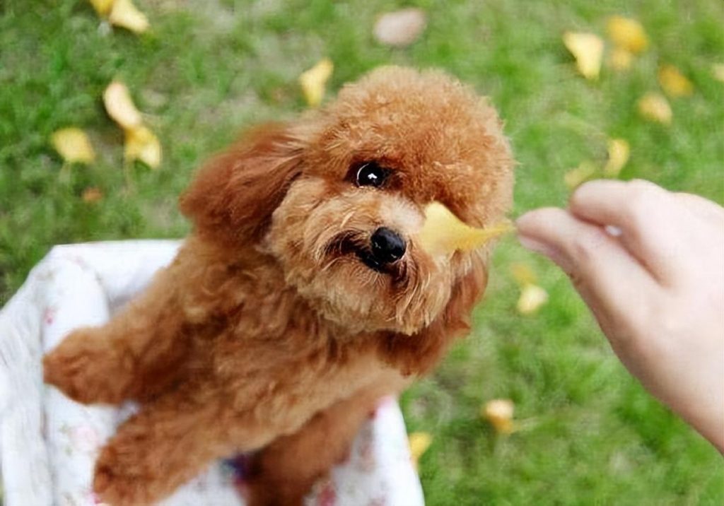 贵宾犬多少钱一只？价格受很多因素影响