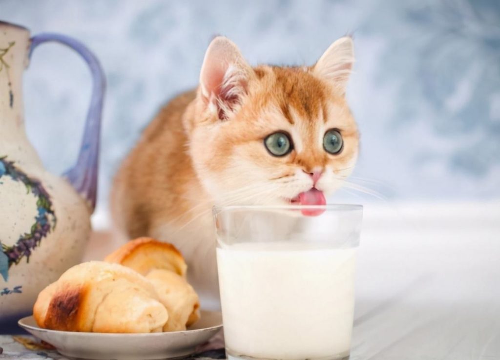 猫咪能吃的几种“人类食物”你知道吗？只要喂对了，猫咪越吃越健康