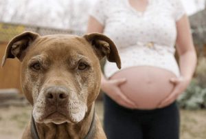 怀孕后，还可以继续养狗吗？关于孕妇能不能养狗的知识点