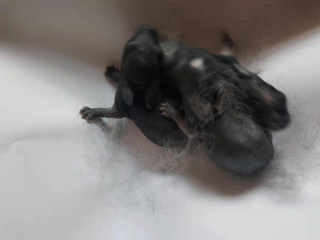 母兔不会喂奶怎么办?如何抢救快冻死的刚出生的小兔子? 母兔不会喂奶怎么办?如何抢救快冻死的刚出生的小兔子?