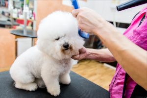 比熊犬好养吗？比熊犬的优点多吗？
