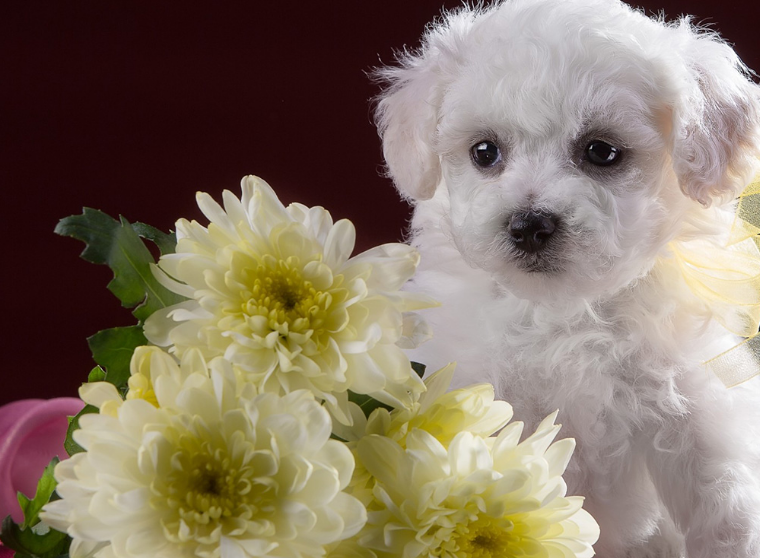 比熊犬一顿吃多少？怎么正确的照顾比熊犬？