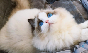 “最温顺粘人”的猫咪品种是什么？