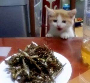 小猫喜欢吃什么东西？猫咪喜欢的食物是什么