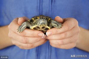 乌龟冬眠期怎么养护？乌龟出眠与养护