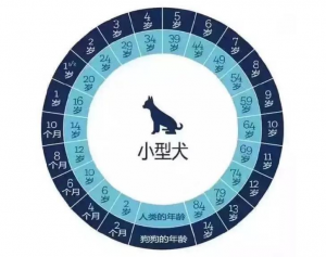 柯基犬一般寿命有多长？柯基犬进入老年期的时候，有什么样的征兆呢？