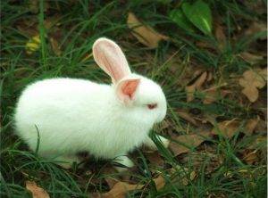 兔子的种类原来这么多，兔子的种类介绍大全