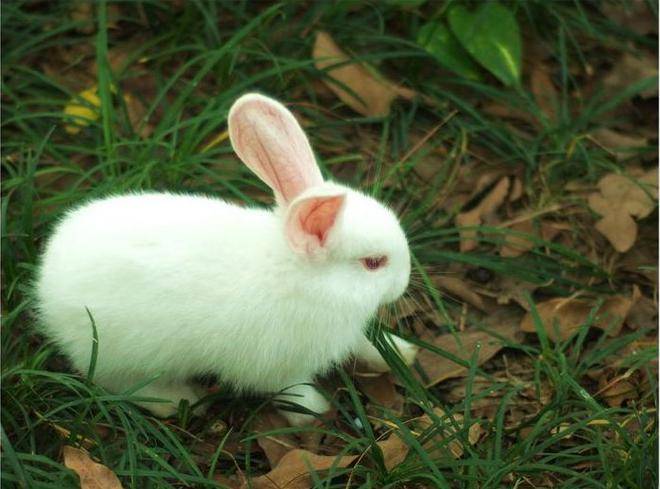 兔子的种类，都有哪些？快来看看这几种你见过吗？