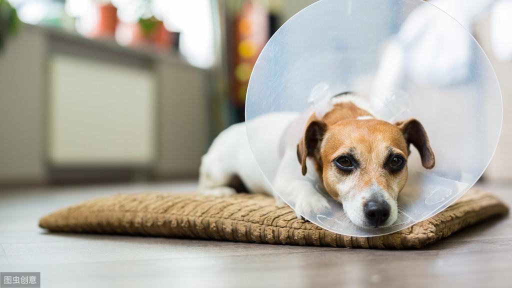 狗狗胃炎和肠炎是什么？为什么会说喂养会引起狗狗的肠胃炎？