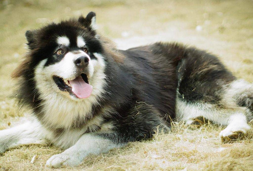 为什么现在养阿拉斯加犬的人变少呢？阿拉斯加的缺点有什么？