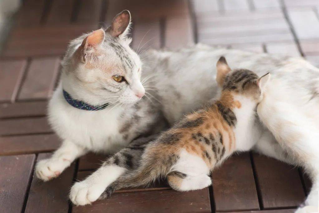 猫咪为什么会踩奶有几种含义? 猫咪为什么会踩奶有几种含义?