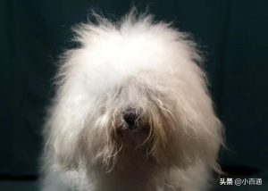 “一头秀发”的狗狗是什么样子的？5种长头发的狗狗，个个飘逸如仙