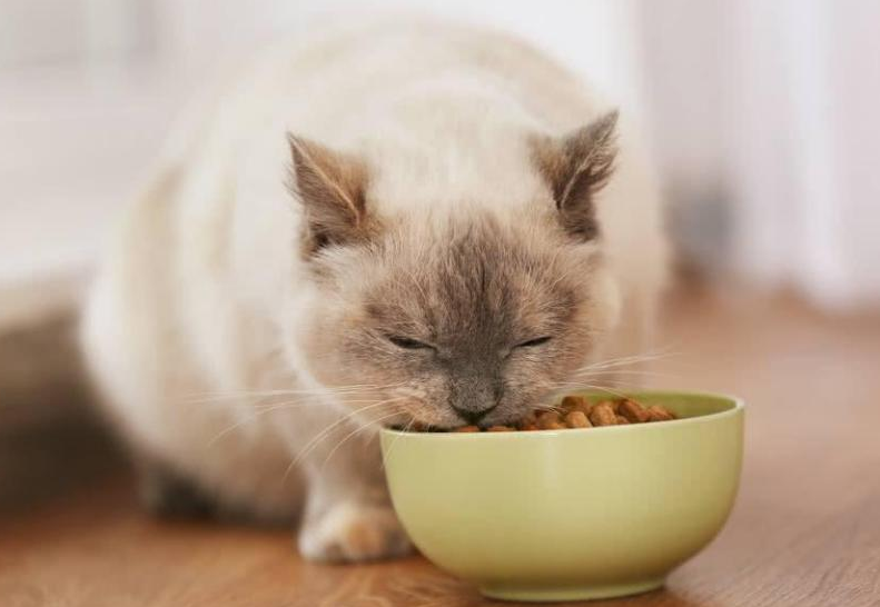 成猫一天要吃多少猫粮？如何给猫咪选猫粮？
