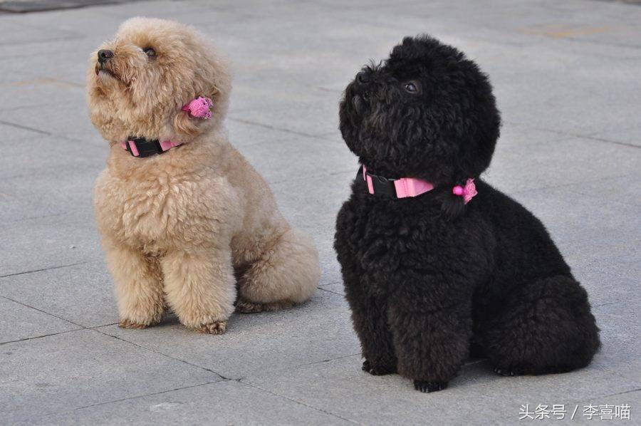 泰迪市场价一般多少？买泰迪犬要注意什么？