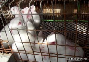 兔子养殖应该注意什么？该小心的事项有什么？