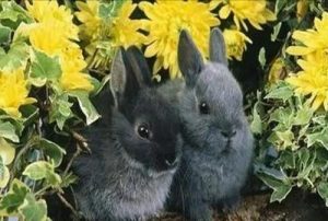 兔子的种类有很多，品种很少见有哪些？有着20种