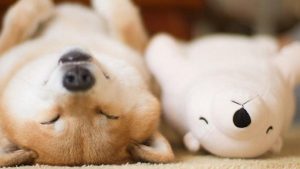 狗狗打鼾影响主人睡觉？该如何解决？狗狗打鼾的四个原因