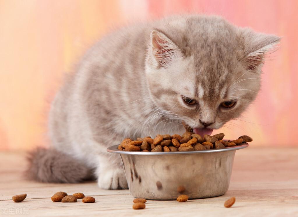 不同阶段的幼猫怎么喂？你家猫咪吃对了吗？