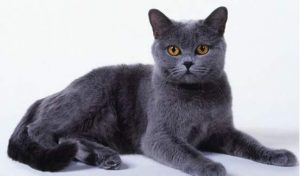 怎么区分英短，俄蓝和沙特尔猫？它们有什么不同？3种蓝猫的区别