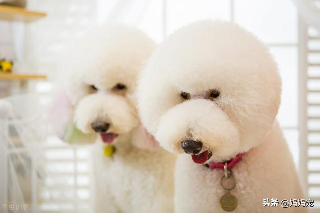 大泰迪犬多少钱一只？巨型泰迪犬的价格是多少？